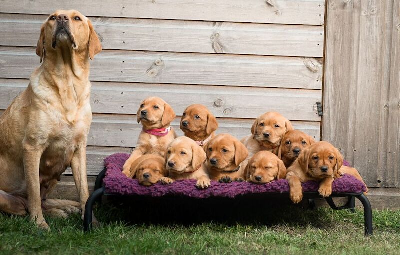 RainbowLabs - Licensed Labrador Breeder - Image 2