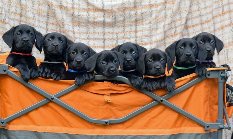 RainbowLabs - Licensed Labrador Breeder - Image 3