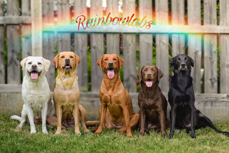 RainbowLabs - Licensed Labrador Breeder - Image 4