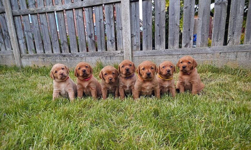 RainbowLabs - Licensed Labrador Breeder on Labrador Owners - Image 5