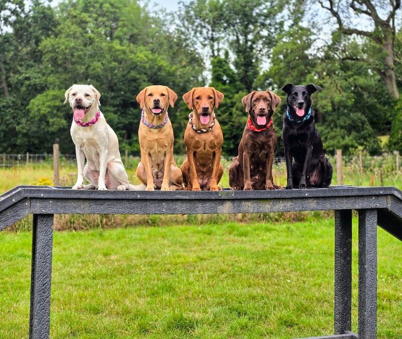 RainbowLabs - Licensed Labrador Breeder - Image 6