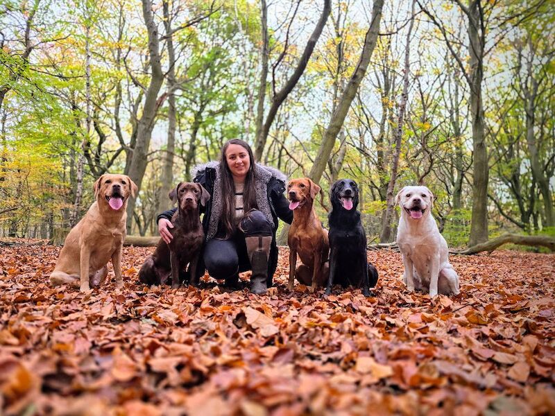 RainbowLabs - Licensed Labrador Breeder - Image 7