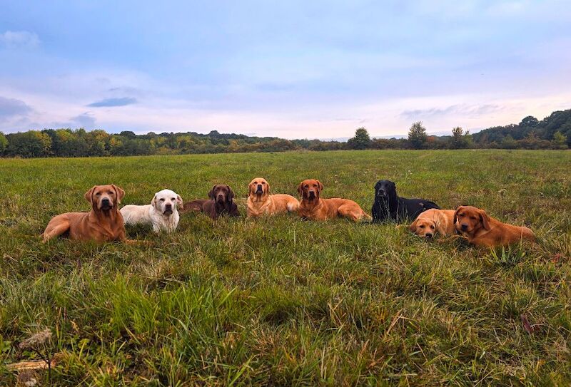 RainbowLabs - Licensed Labrador Breeder on Labrador Owners - Image 8