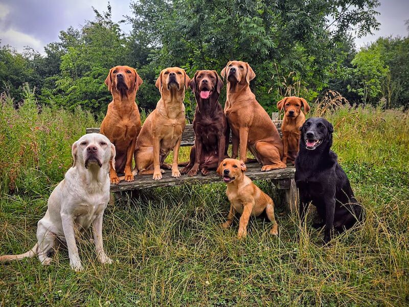 RainbowLabs - Licensed Labrador Breeder - Image 9