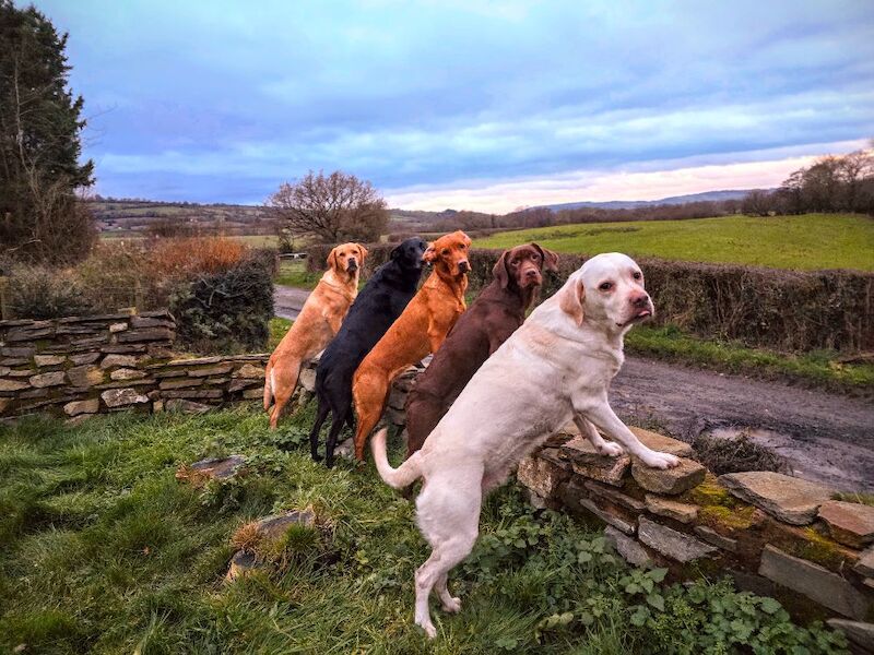 RainbowLabs - Licensed Labrador Breeder - Image 10