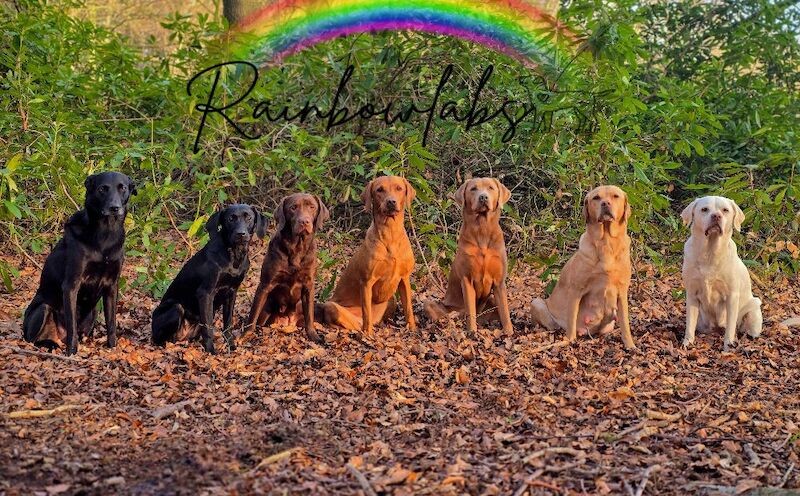 RainbowLabs - Licensed Labrador Breeder - Image 11