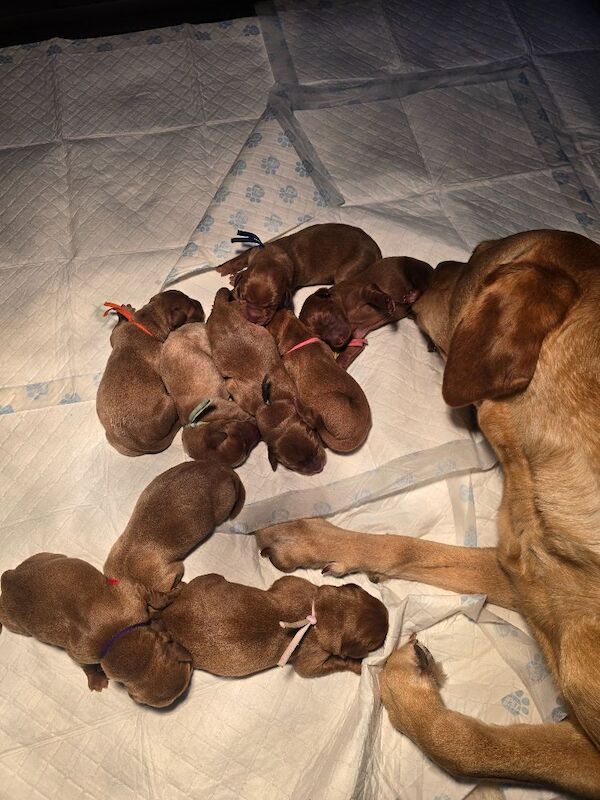 RainbowLabs - Licensed Labrador Breeder - Image 12