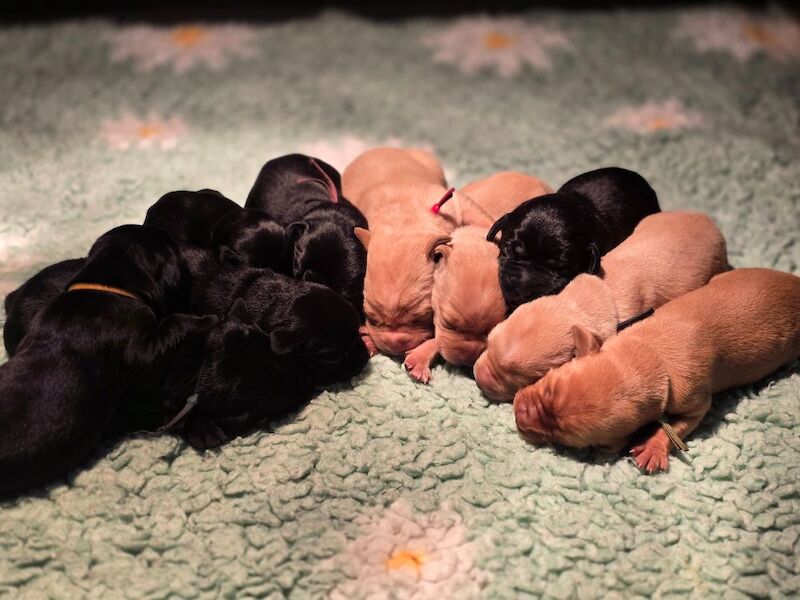 RainbowLabs - Licensed Labrador Breeder on Labrador Owners - Image 13