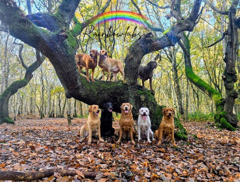RainbowLabs - Licensed Labrador Breeder - Image 14