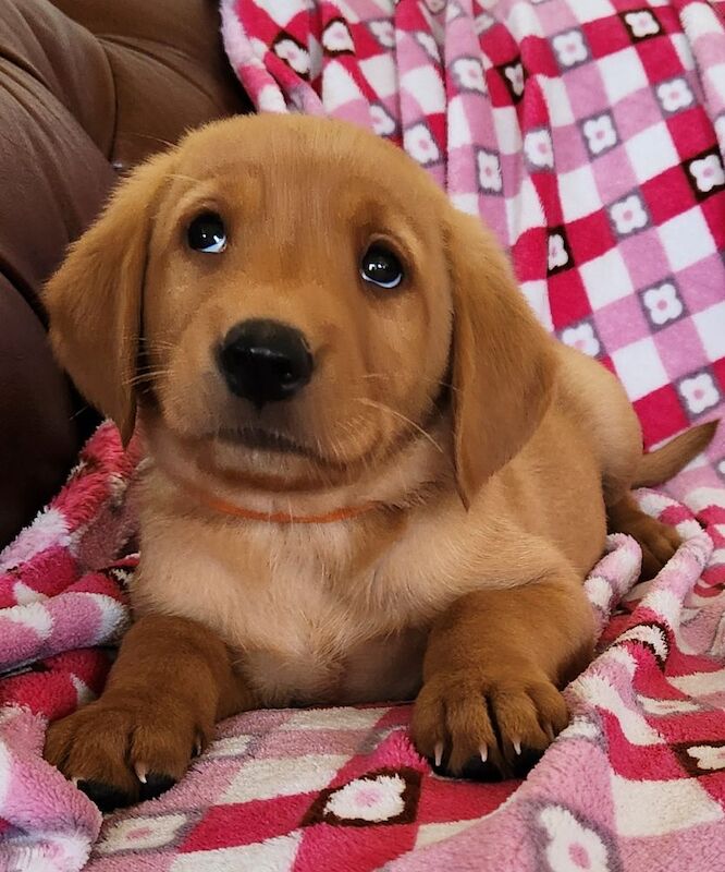 Rebecca L Armitt - Private Seller on Labrador Owners - Image 1