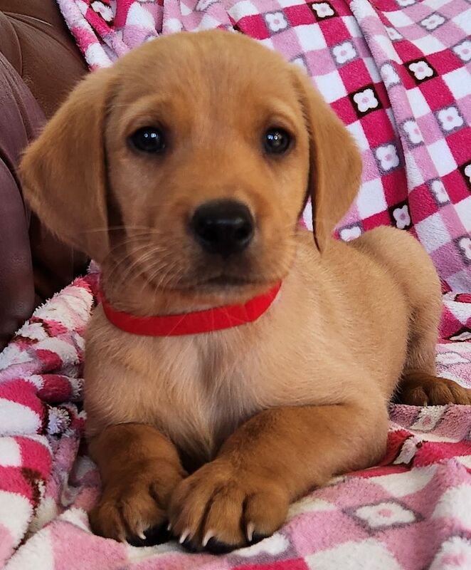 Rebecca L Armitt - Private Seller on Labrador Owners - Image 2