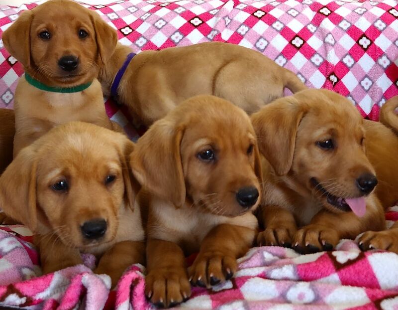 Rebecca L Armitt - Private Seller on Labrador Owners - Image 3