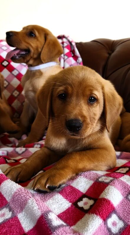 Rebecca L Armitt - Private Seller on Labrador Owners - Image 4