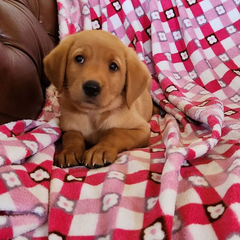 Rebecca L Armitt - Private Seller on Labrador Owners - Image 7
