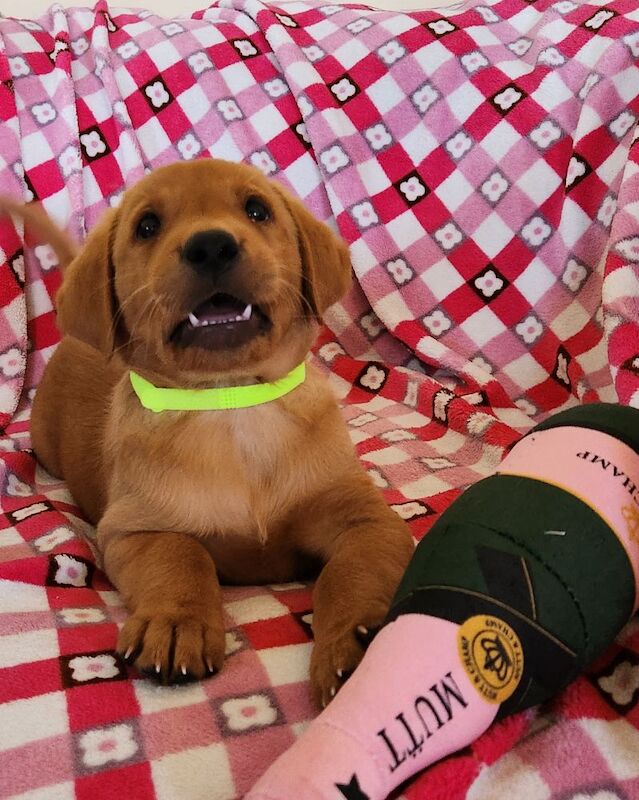 Rebecca L Armitt - Private Seller on Labrador Owners - Image 8