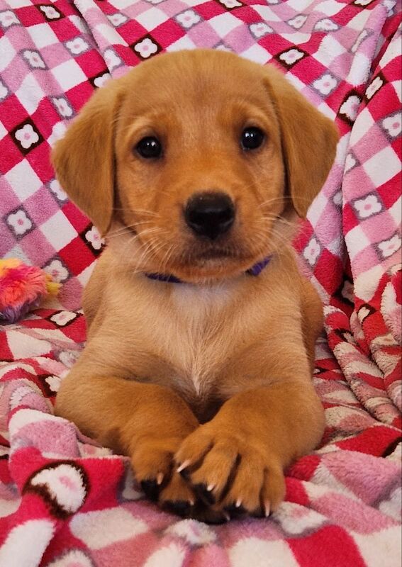 Rebecca L Armitt - Private Seller on Labrador Owners - Image 9