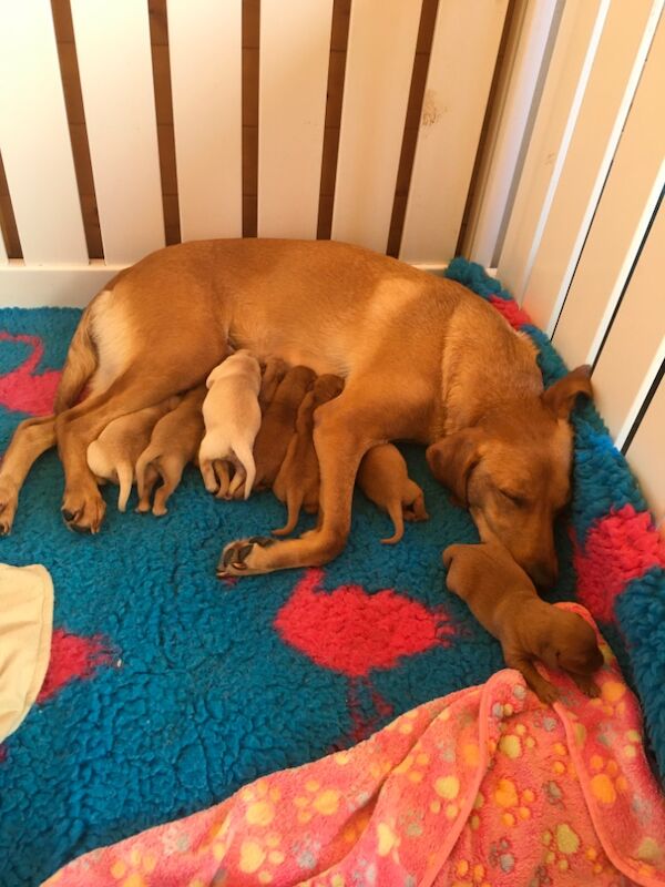 Robert - Labrador Breeder - Image 1