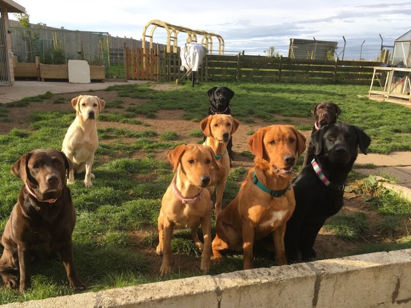Robert philpott - Licensed Labrador Breeder - Image 1