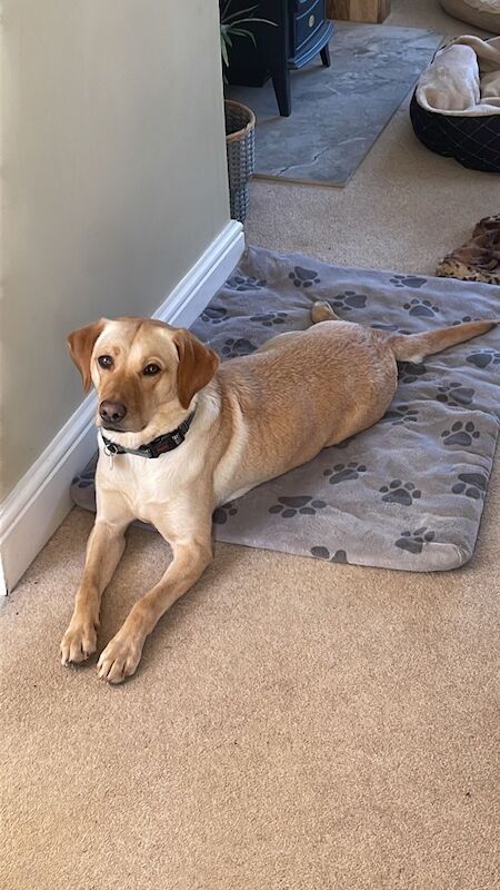 Sara Shaill - Private Seller on Labrador Owners - Image 1