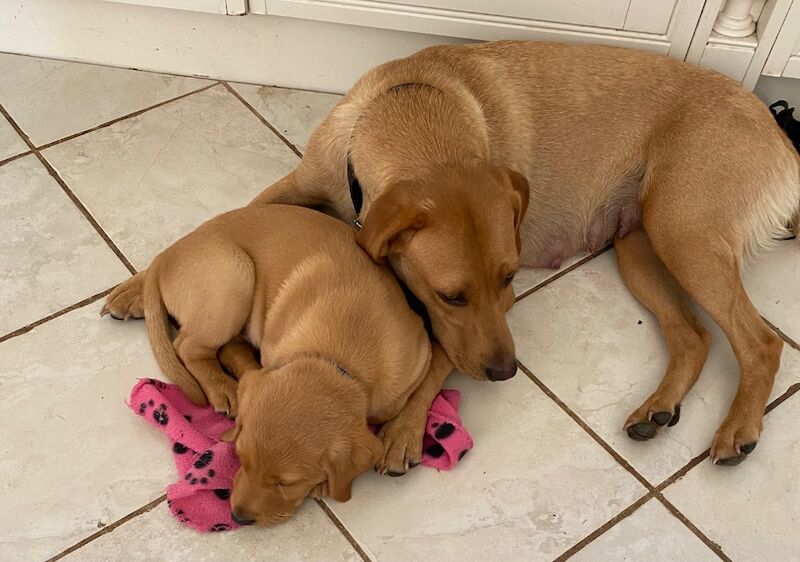 Sara Shaill - Private Seller on Labrador Owners - Image 2