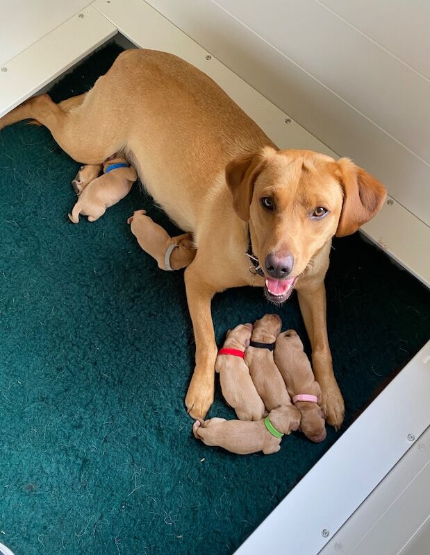 Sara Shaill - Private Seller - Image 3