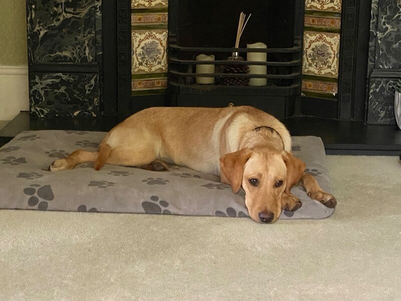 Sara Shaill - Private Seller on Labrador Owners - Image 4