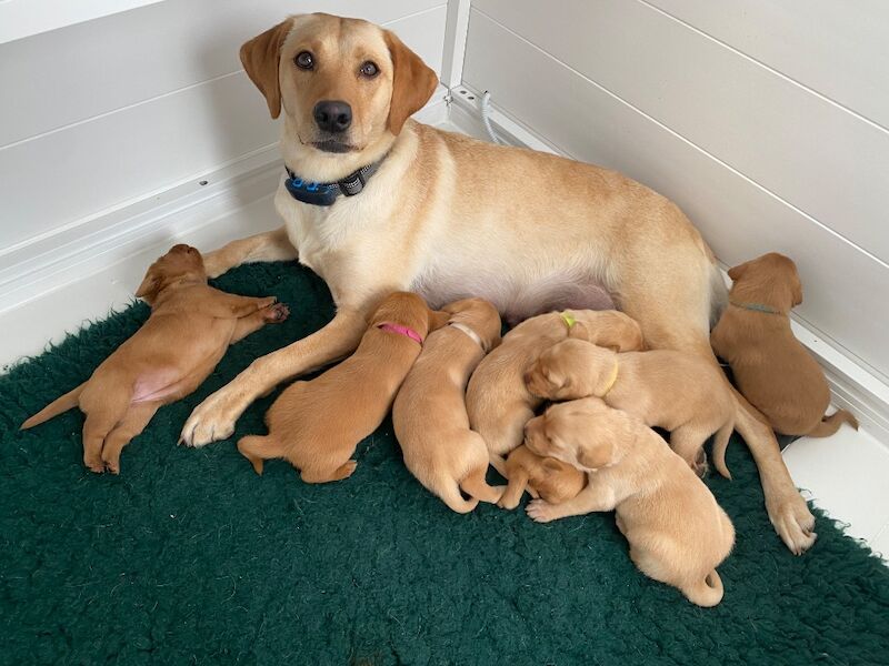 Sara Shaill - Private Seller on Labrador Owners - Image 5