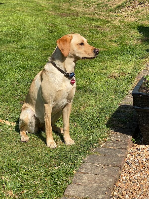 Sara Shaill - Private Seller on Labrador Owners - Image 7