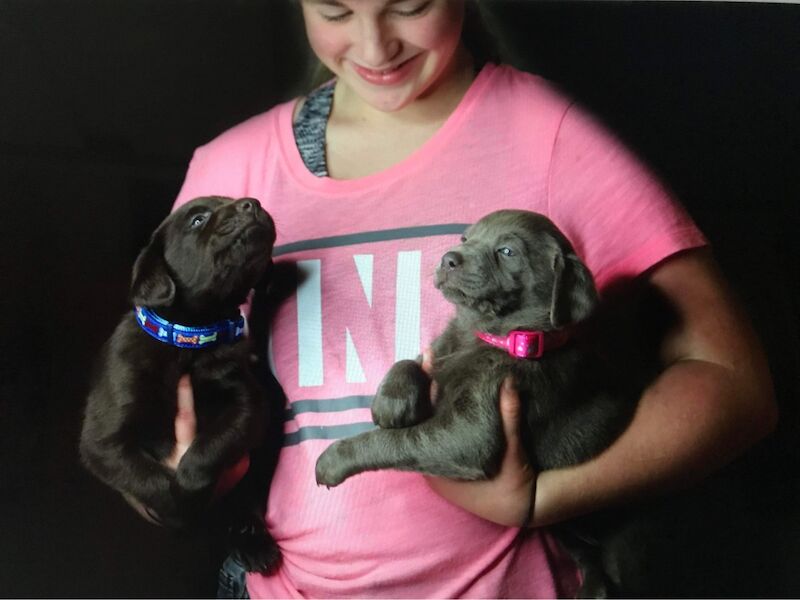 Sarah - Licensed Labrador Breeder in Doncaster, South Yorkshire - Image 1