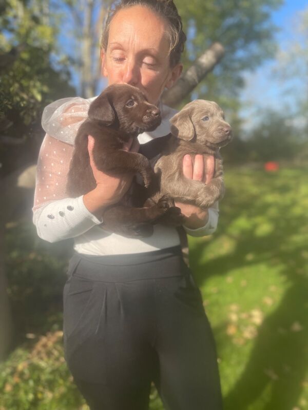 Sarah - Licensed Labrador Breeder in Doncaster, South Yorkshire - Image 2