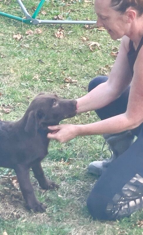 Sarah - Licensed Labrador Breeder in Doncaster, South Yorkshire - Image 4
