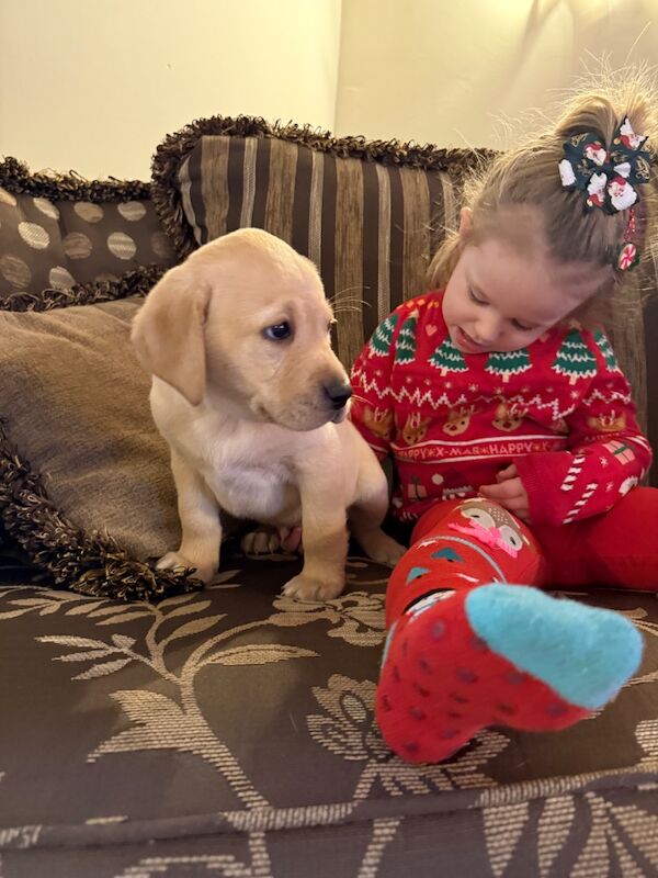 Sarah - Licensed Labrador Breeder in Doncaster, South Yorkshire - Image 5