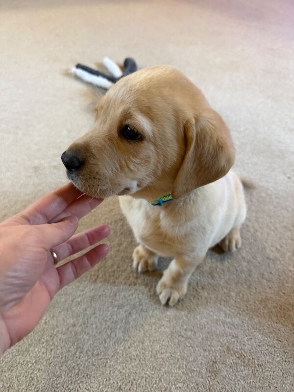 Sarah - Licensed Labrador Breeder in Doncaster, South Yorkshire - Image 6