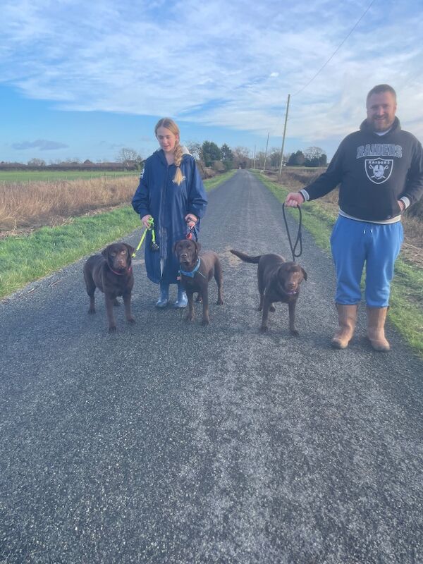 Sarah - Licensed Labrador Breeder in Doncaster, South Yorkshire - Image 7