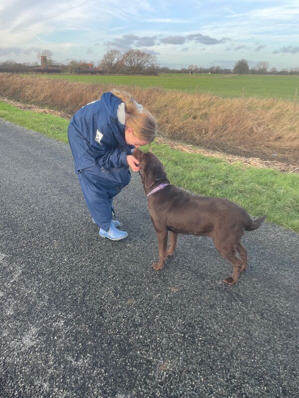 Sarah - Licensed Labrador Breeder in Doncaster, South Yorkshire on Labrador Owners - Image 9