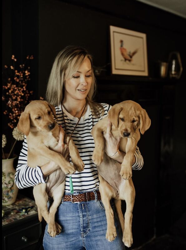 Sarah cox - Labrador Breeder - Image 1