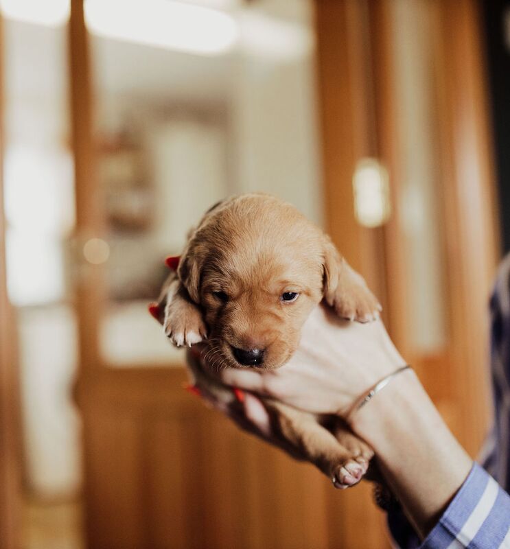 Sarah cox - Labrador Breeder on Labrador Owners - Image 3