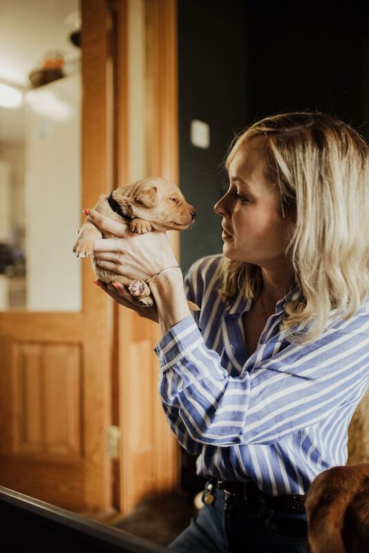 Sarah cox - Labrador Breeder on Labrador Owners - Image 8