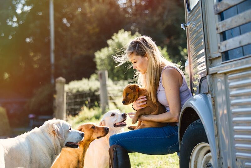 Sarah cox - Labrador Breeder on Labrador Owners - Image 10