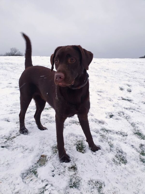 Charlie - Labrador Breeder on Labrador Owners - Image 1
