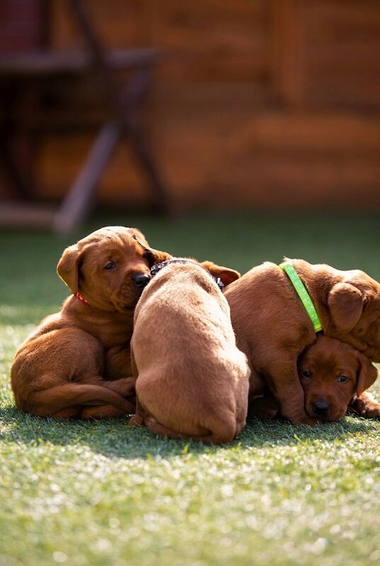 Silverace Labrador's  - Licensed Labrador Breeder in Worcestershire  on Labrador Owners - Image 2
