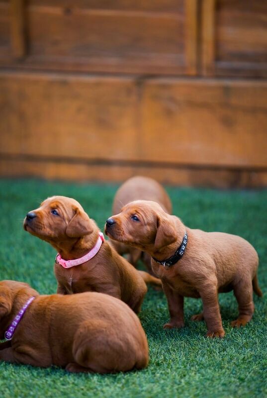 Silverace Labrador's  - Licensed Labrador Breeder in Worcestershire  on Labrador Owners - Image 7