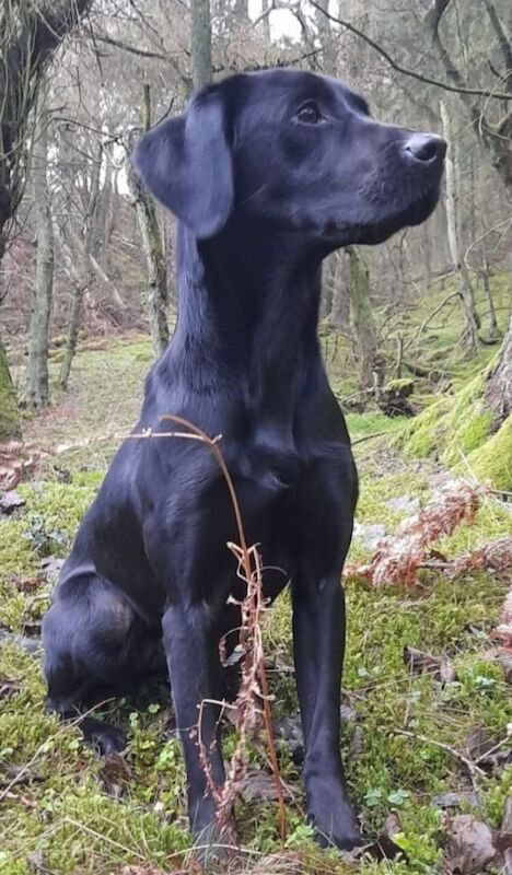 Simon Grace - Private Seller on Labrador Owners - Image 1