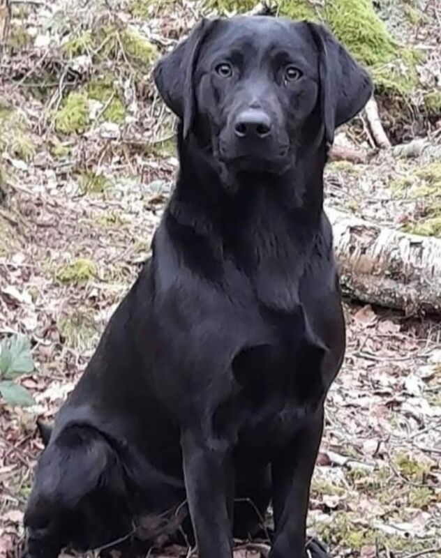 Simon Grace - Private Seller on Labrador Owners - Image 2