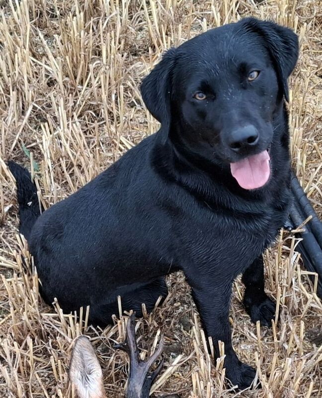 Simon Grace - Private Seller on Labrador Owners - Image 3