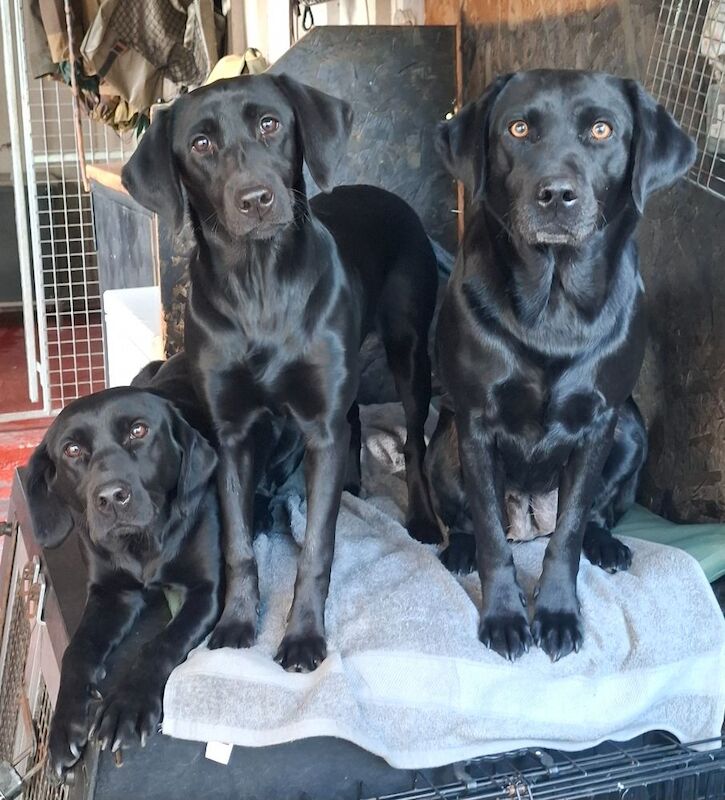 Simon Grace - Private Seller on Labrador Owners - Image 4