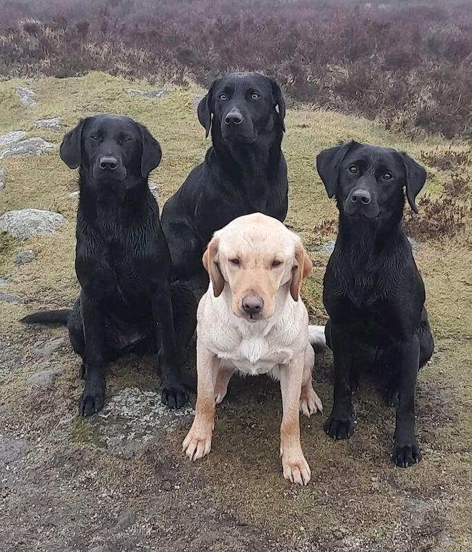 Simon Grace - Private Seller on Labrador Owners - Image 5
