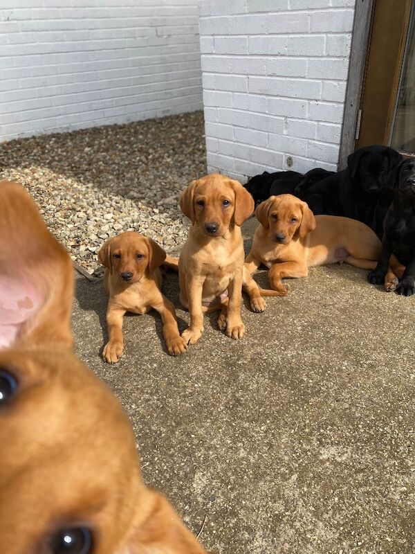 Sophy Coleman - Licensed Labrador Breeder in Howden, East Riding of Yorkshire  on Labrador Owners - Image 1