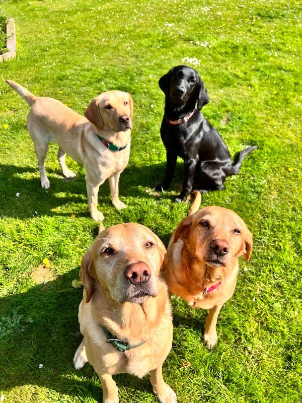 Suzanne Bates - Labrador Breeder - Image 1