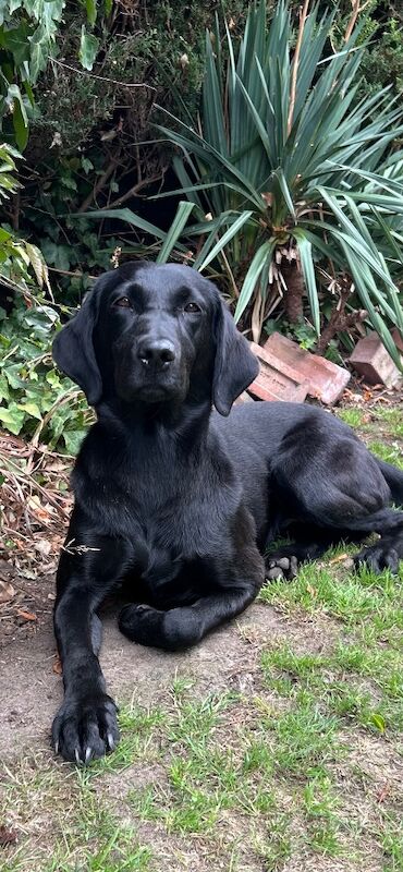 Suzanne Bates - Labrador Breeder on Labrador Owners - Image 3